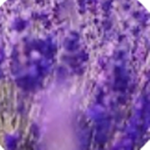 Lavender tree <3