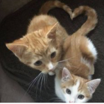 kittens_mittens