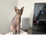Venus the cat
