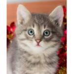Cats are amazing!!!!!