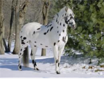 True Horse Lovers.