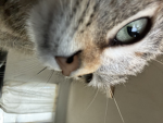 Cookie the cats!