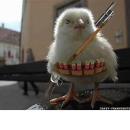 Chicken battleground