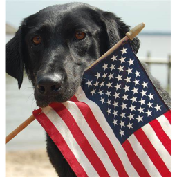 Doggy Capture the flag