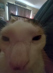 The epic cool cat group (anyone can join really)
