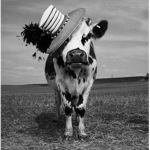 FashionCowsInc.