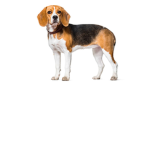dogs max