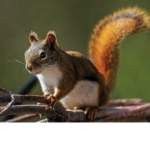 Squirrelz4ever