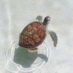 Save The Turtles! <3