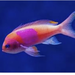We love fish!