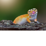 staring animals