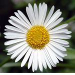 Flower Daisy Group!