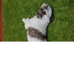 İŞTEN GELEN FADF