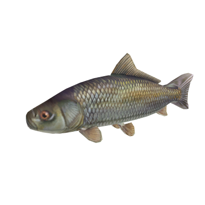 Cute Funny Fish Funny Ocean Cute Fish Swim Water