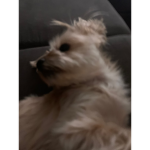 buddy the dog fan club