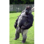 GORILLA FOR LIFE