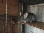 spiderpig1325