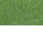 The Grassmen.