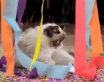 Cats testing