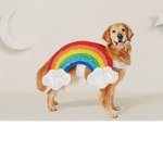 Rainbow dog called happy