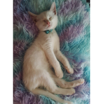 Sunnys kitten club!