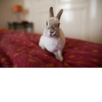 Maddie's Peeps (: