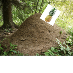 Anthill and a pineapple
