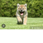 Dogs clup :)