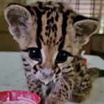 | T • H GP [ KITTEN GAME GROUP ] |