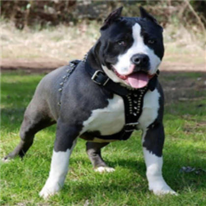 dog Roblox decal