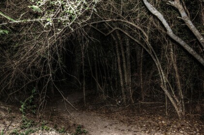The Woods