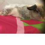 Layla bunny