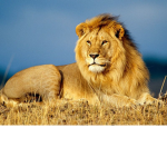 Lions_United