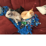 CATS AND DOGS TRIBE