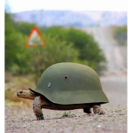 The Turtle Troop Group