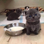 фанклуб смещных к0щек!