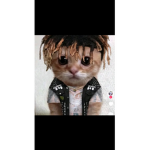 Cat squad Let’s go cats for life