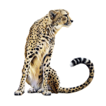 the mr cheeta fan club