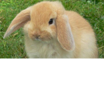 conejos love