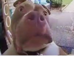 Da dog at doorbell