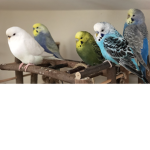 The Budgie Empire