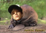 Justin Beaver