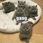 the silly cat gang