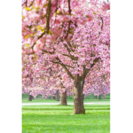 BlossomSprings
