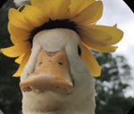 Ducky robux group
