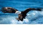 The Eagles!