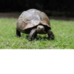 i like turtles_