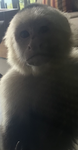 - Monkey group -