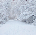 when the snow falls