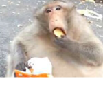 The Chunky Clan (Chunky Monkeys)